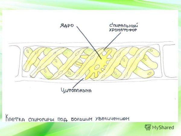 Спирогира строение