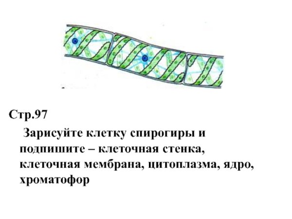 Строение клетки водоросли спирогира