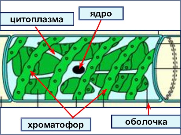 Водоросль спирогира клетки