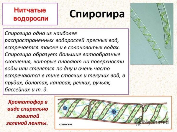 Водоросль спирогира автотроф