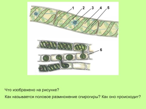 Спирогира водоросль размножение