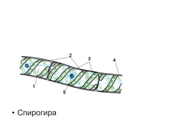 Спирогира рисунок с подписями