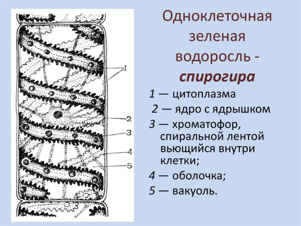 Структуры клеток спирогии