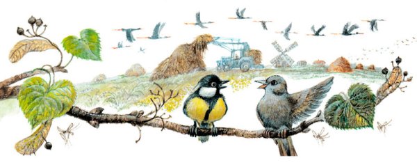 Кормушка для птиц раскраска