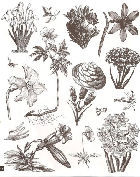 Пион Ботанический атлас