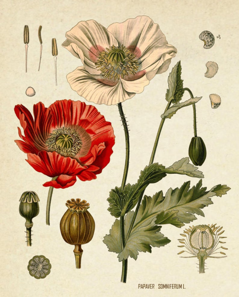 Ботаническая иллюстрация безвременник великолепный