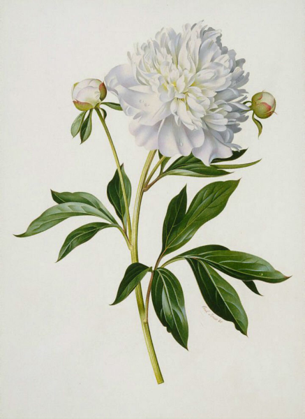 Ботанический атлас гортензия