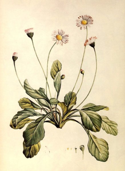 Ботаническое искусство (Botanical Art)