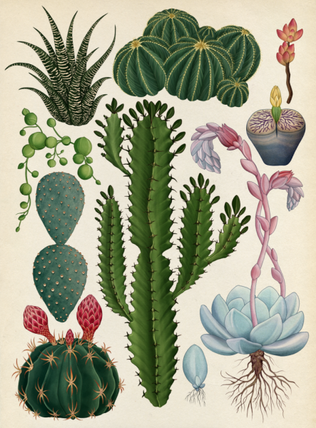 Акварель Ботаническая морозник