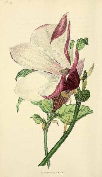 Акваререль Ботаническая иллюстрация