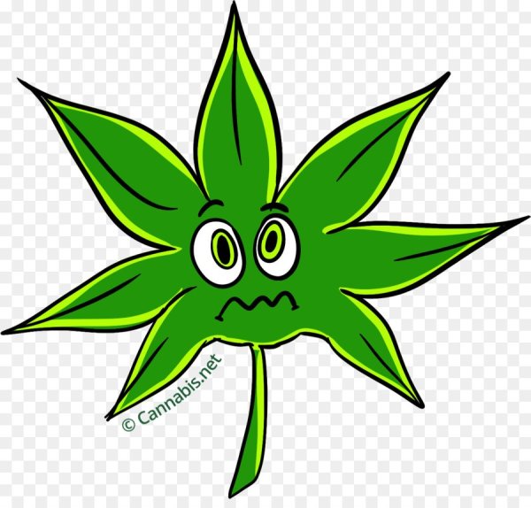 Лист марихуаны/лист каннабиса