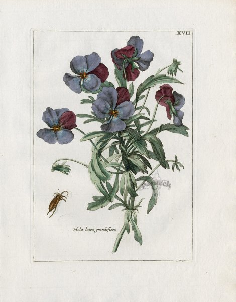 Маргаритка Botanical