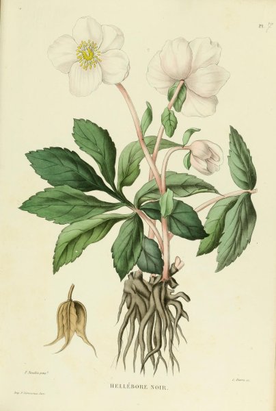 Морковь гербарий