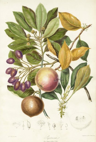 Ботанические зарисовки цветов