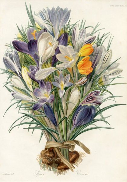 Vintage Botanical Prints