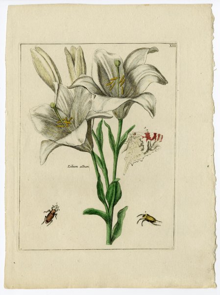 Ботанический атлас Пьера ягоды