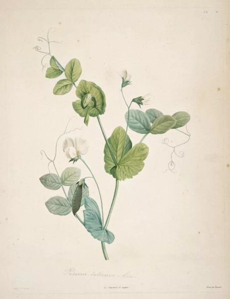 Ботанический атлас - георгина