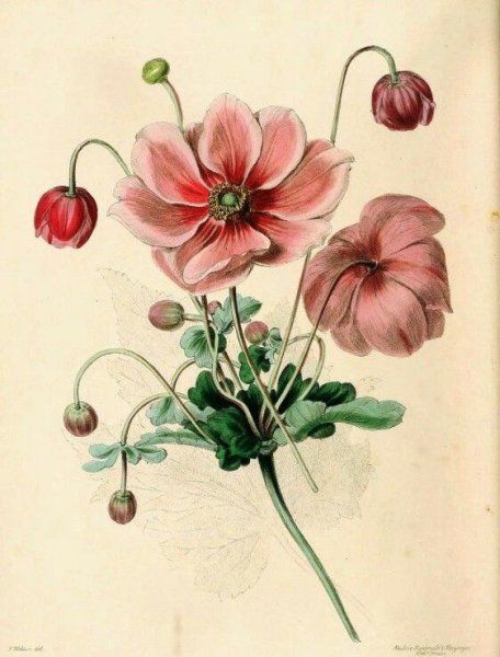 Ботаническая иллюстрация