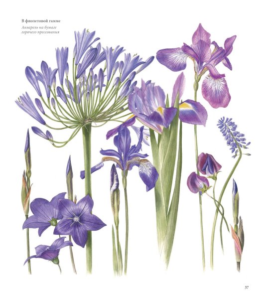 Ботанический атлас гибискус