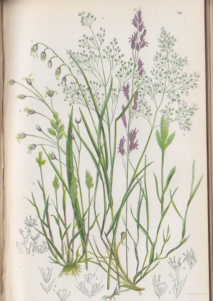 Ботанический атлас Магнолия