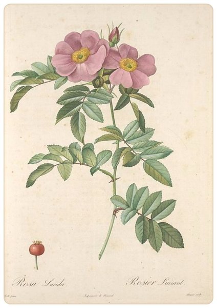 Старинный Ботанический атлас иллюстрации