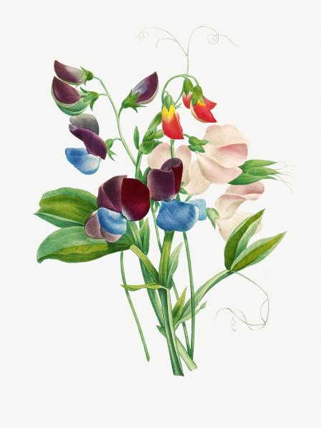 Ботанический атлас шиповник