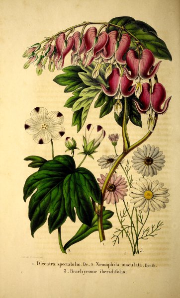 Адольф Миллот - Ботанические иллюстрации