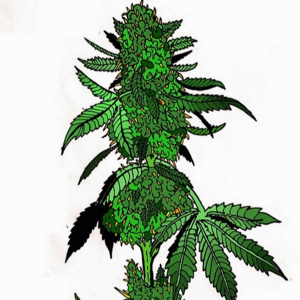 Лист марихуаны/лист каннабиса