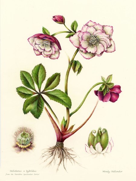 Ясенец Botanical Art