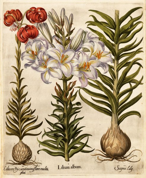 Foeniculum vulgare Ботаническая иллюстрациях