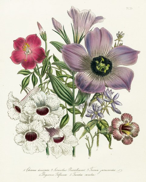 Ботаническая живопись редуте