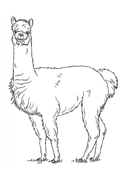 Лама раскраска для детей