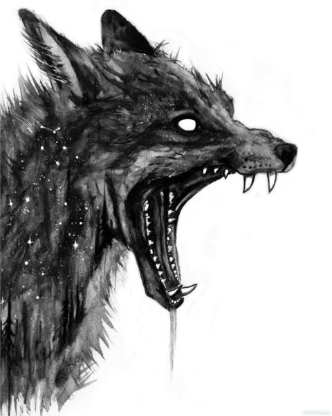 Оскал волка рисунок