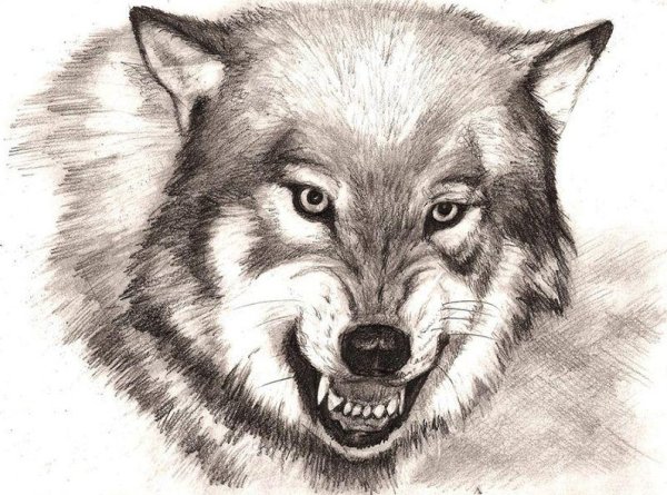 Волк рисунок