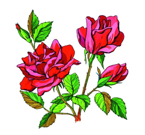 Роза рисунок