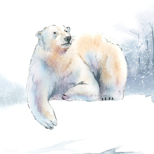 Белый медведь рисунок