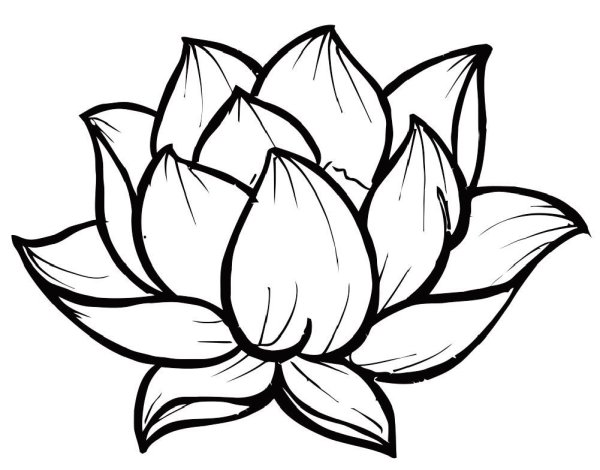Раскраска Лотос цветок