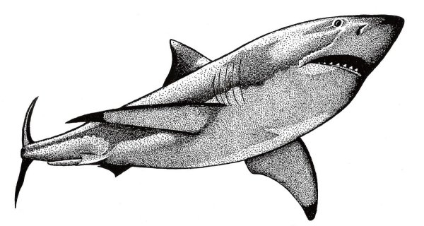 Акула эскиз