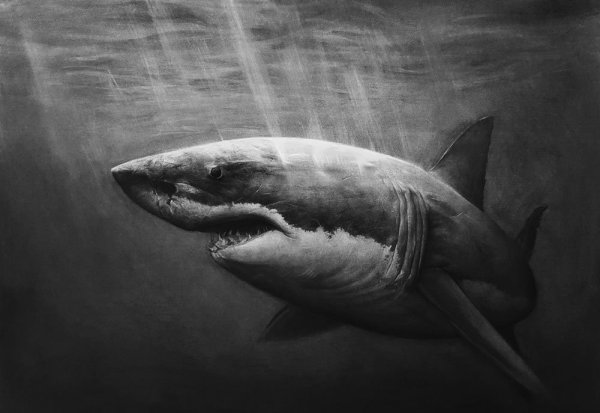 Акула МЕГАЛОДОН