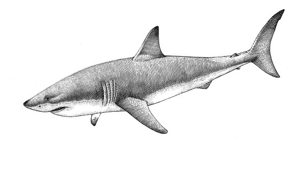 Акула рисунок