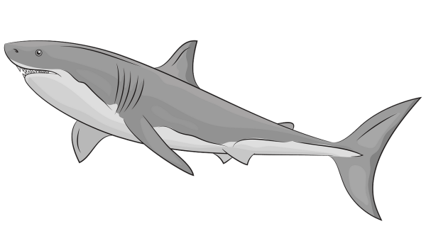 Акула раскраска