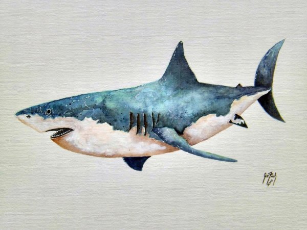 Акула мако нарисовать