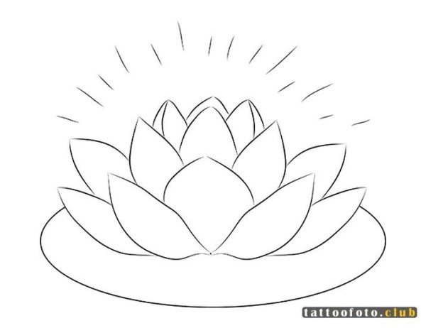 Кувшинка рисунок карандашом