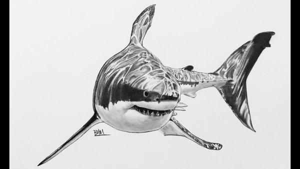Раскраска акула МЕГАЛОДОН