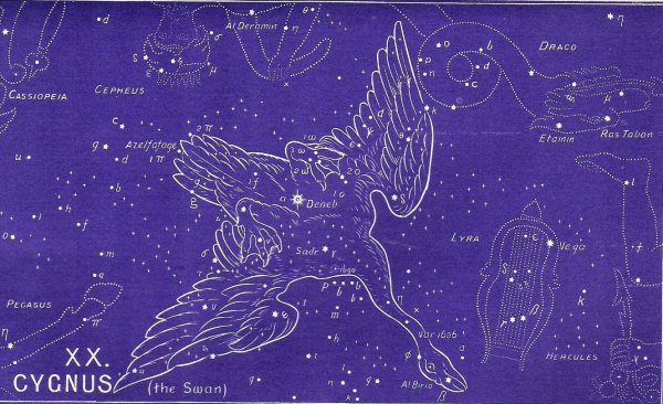 Изображение созвездия лебедь