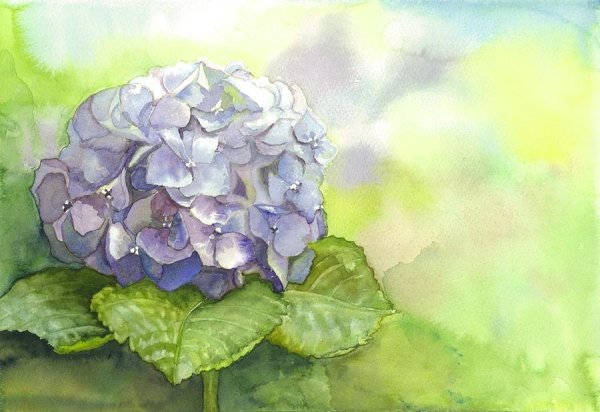 Ренуар гортензии