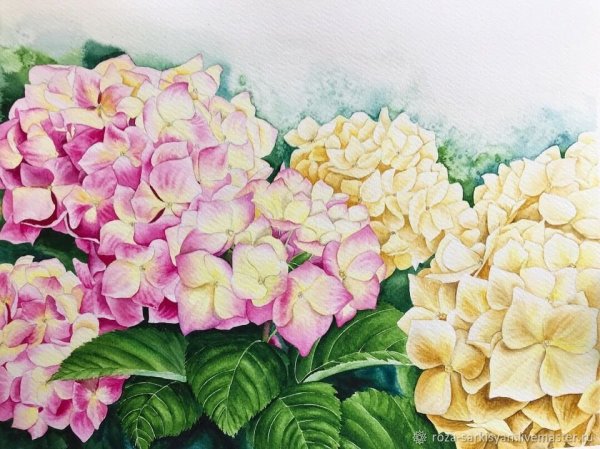 Гортензия метельчатая акварель