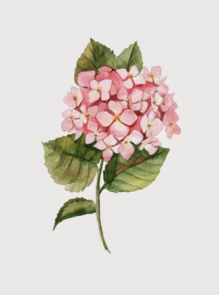 Гортензия акварель