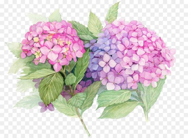 Anne Marie Patry-Belluteau акварели