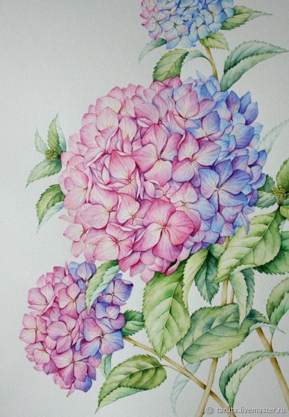 Гортензия акварель